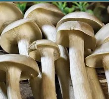 Antler Mushroom