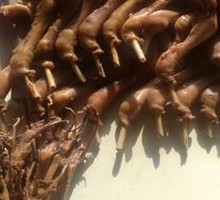 Goose Feet