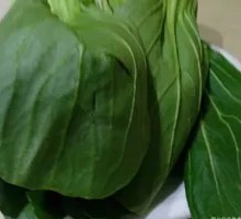 Oilseed lettuce