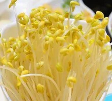 Bean sprouts