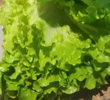 Lettuce with Meat Wrapper