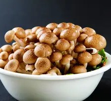 King Oyster Mushroom