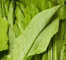 Oilseed lettuce