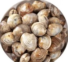 Fresh Large Clams