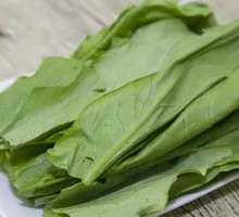 Oilseed lettuce