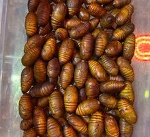 Fresh Yellow Silkworm Pupae
