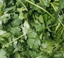 Cilantro