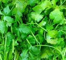 Cilantro