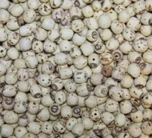 Lotus Seed