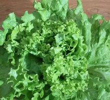 Lettuce