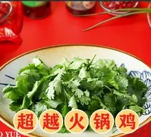 Cilantro