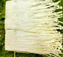 Enoki Mushroom