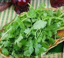 Cilantro