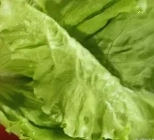 Lettuce