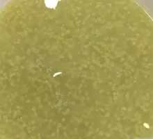 Rice Porridge