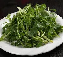 Cilantro