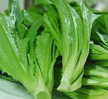 Oilseed lettuce