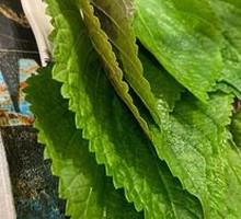 Perilla Leaf