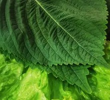 Perilla and Lettuce Medley