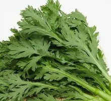 Chinese chrysanthemum greens