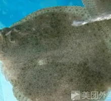 Live Mandarin Fish