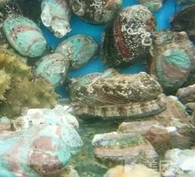 Abalone