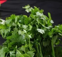 Cilantro