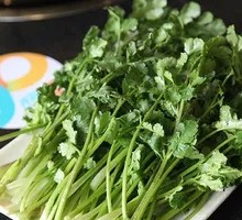Cilantro