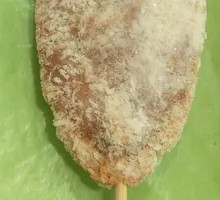 Fried Steak