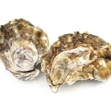 Fresh Rushan Oysters