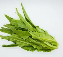 Oilseed lettuce