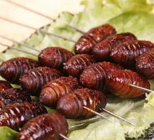 Silkworm pupae