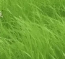 Yellow Beef Upper Brain