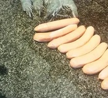 Japanese Sausage