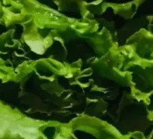 Lettuce