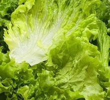 Lettuce