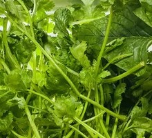 Cilantro