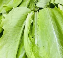 Oilseed lettuce