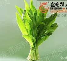 Oilseed lettuce