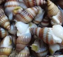 Sea Snail