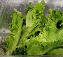 Lettuce