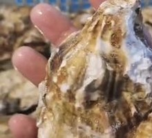Large Oyster Dish