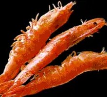 Salted Pepper Shrimp