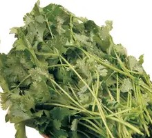 Cilantro