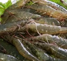 Large Live Shrimp