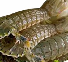 Live mantis shrimp