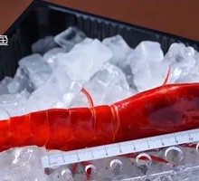 Spanish Red Devil Shrimp Viral Super