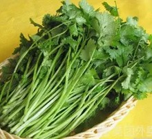 Cilantro