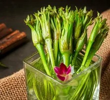 Water Lily Delight