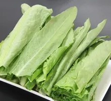 Oilseed lettuce